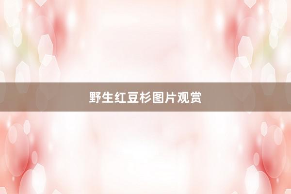 野生红豆杉图片观赏